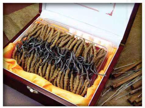 漳县冬虫夏草回收